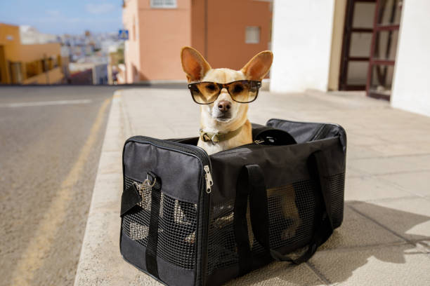dog in transport box or bag ready to travel chihuahua dog in transport bag or box ready to travel as pet in cabin in plane or airplane , wearing sunglasses A pet carrier stock pictures, royalty-free photos & images