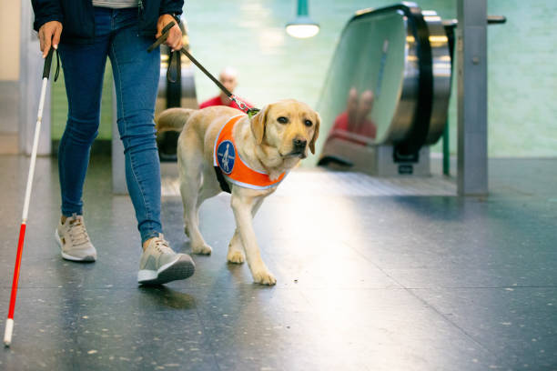 A Guide to Traveling With Pets